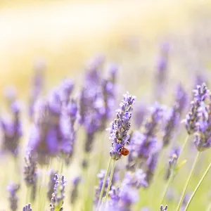 La Valle Della Lavanda - Podere Mezzastrada , Fauglia Italia